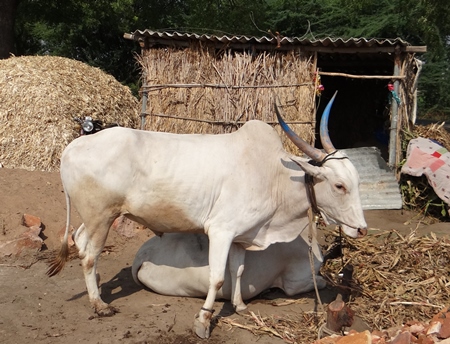 Working bullocks used for animal labour