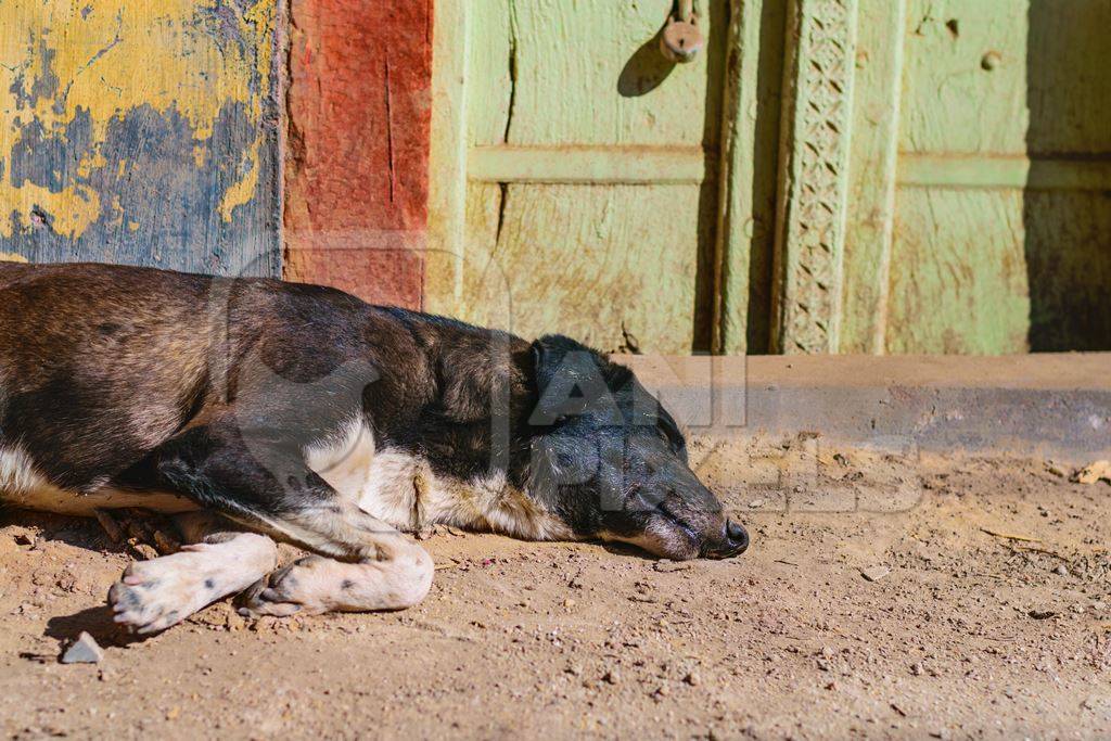 Stray street dog sleeping on the street in urban city