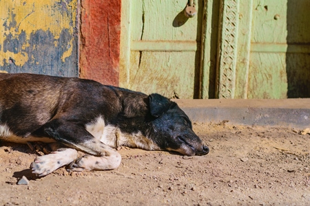 Stray street dog sleeping on the street in urban city