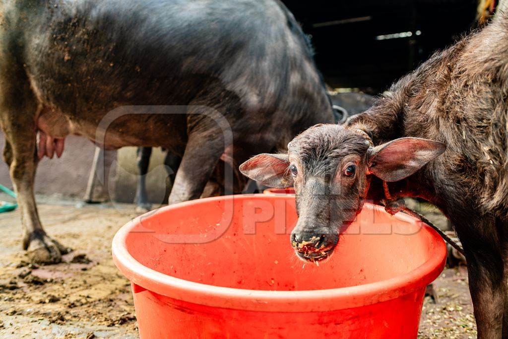 Indian dairy buffalo calf eating milk replacer on an urban tabela, Pune, Maharashtra, 2024