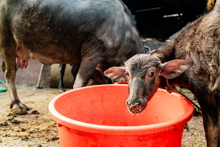 Indian dairy buffalo calf eating milk replacer on an urban tabela, Pune, Maharashtra, 2024