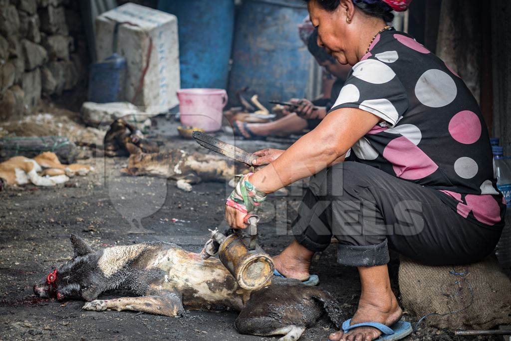 Dogs clubbed to death, blowtorched, then sold for meat at a dog market in Nagaland, India, 2018