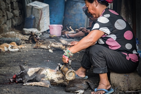 Dogs clubbed to death, blowtorched, then sold for meat at a dog market in Nagaland, India, 2018