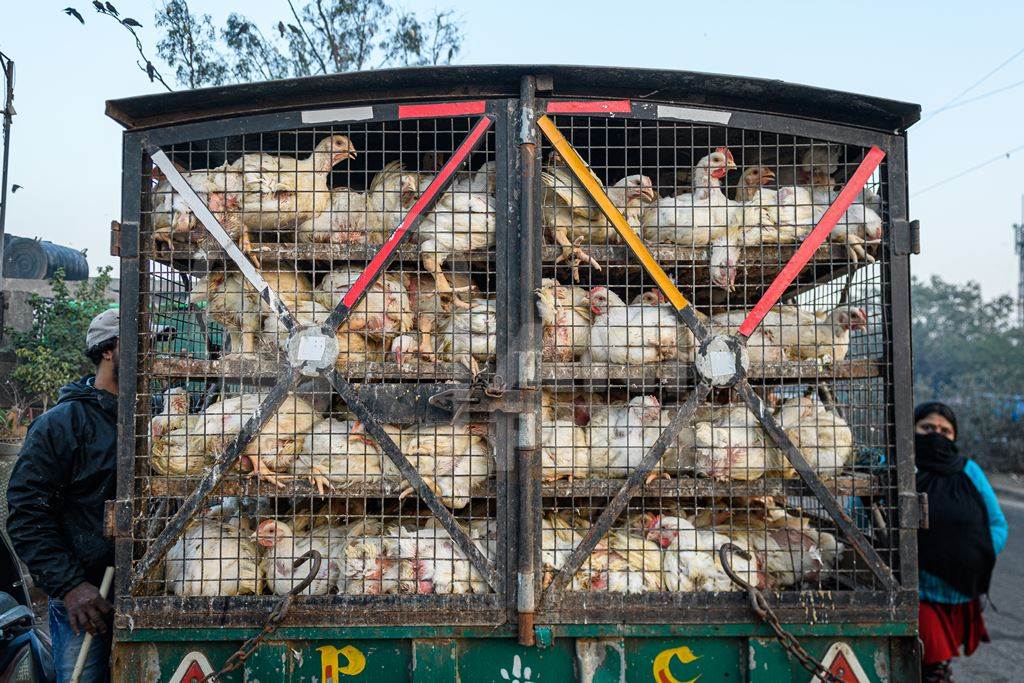 Indian broiler chickens packed tightly in cages on a small transport truck at Ghazipur murga mandi, Ghazipur, Delhi, India, 2022
