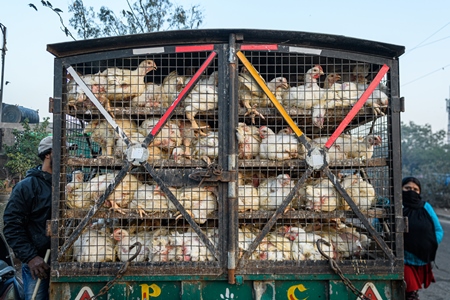 Indian broiler chickens packed tightly in cages on a small transport truck at Ghazipur murga mandi, Ghazipur, Delhi, India, 2022