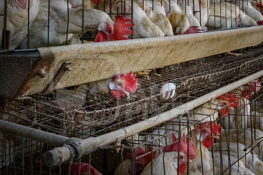Indian chicken or layer hen looks out under her battery cage on an egg farm on the outskirts of Ajmer, Rajasthan, India, 2022