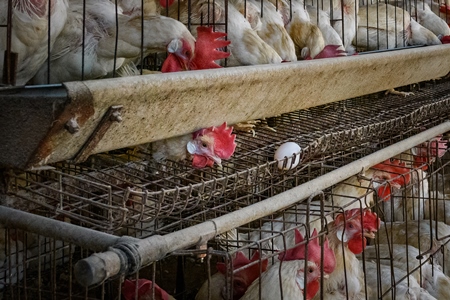 Indian chicken or layer hen looks out under her battery cage on an egg farm on the outskirts of Ajmer, Rajasthan, India, 2022