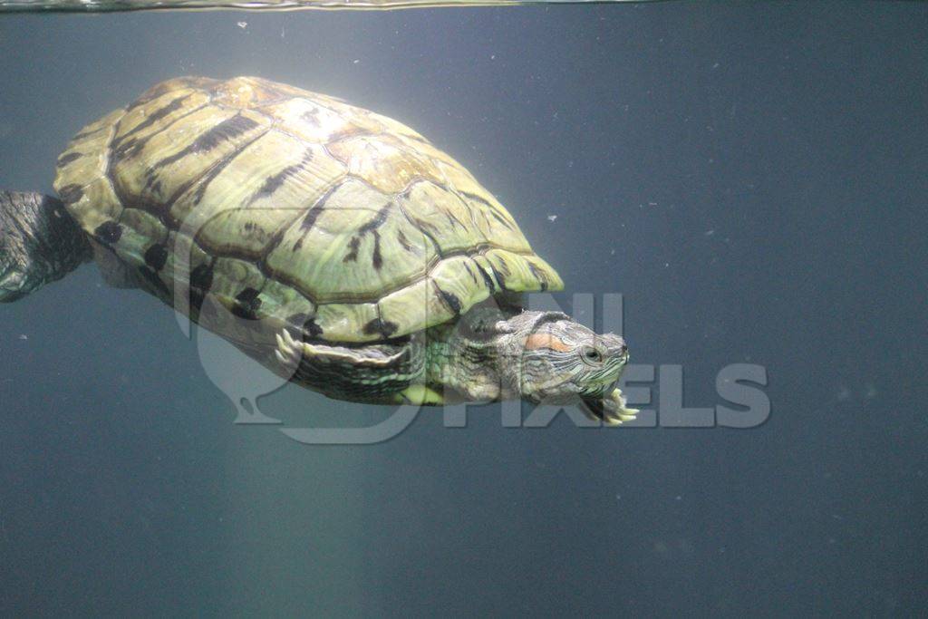 Red-eared terrapin in tank kept as pet in captivity