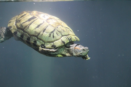 Red-eared terrapin in tank kept as pet in captivity