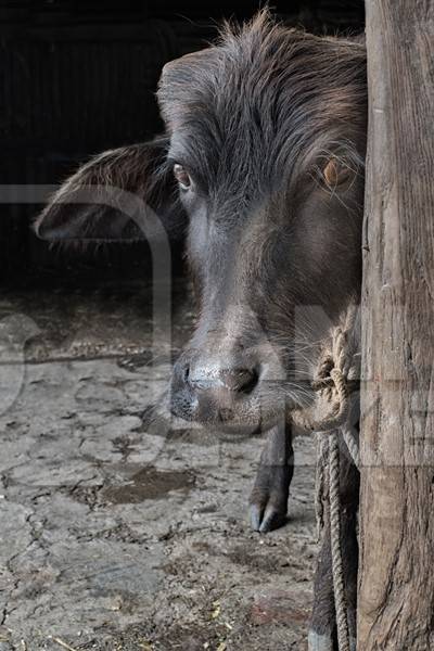 Small buffalo calf tied up to a post in an urban dairy