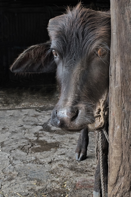 Small buffalo calf tied up to a post in an urban dairy