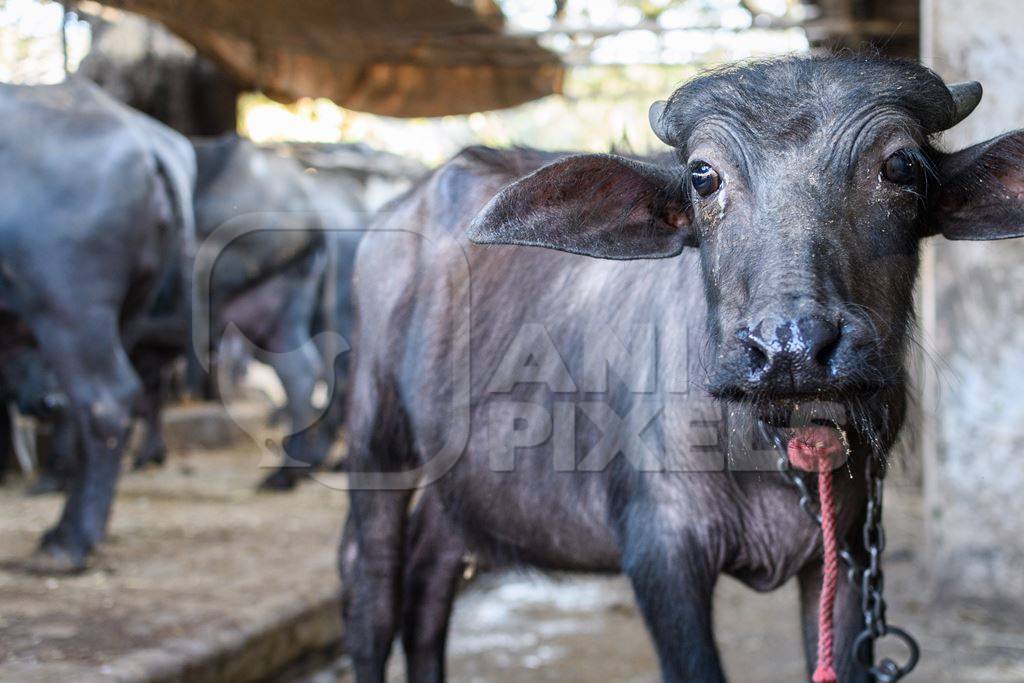 Farmed Indian buffalo calf tied up away from the mother, with a line of chained female buffaloes in the background on an urban dairy farm or tabela, Aarey milk colony, Mumbai, India, 2023