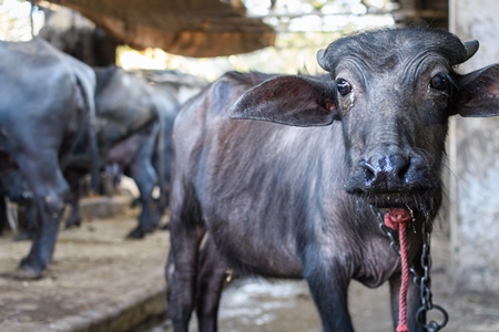 Farmed Indian buffalo calf tied up away from the mother, with a line of chained female buffaloes in the background on an urban dairy farm or tabela, Aarey milk colony, Mumbai, India, 2023