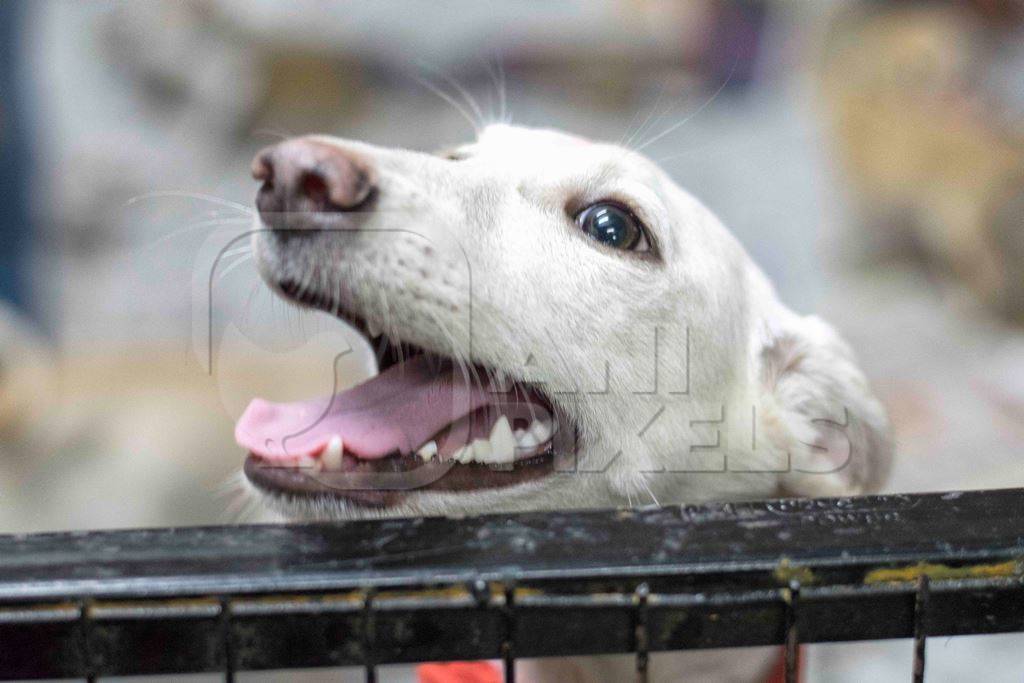 Cute white puppy at adoption camp waiting to be adopted