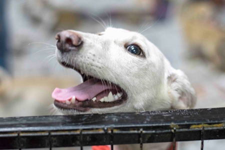 Cute white puppy at adoption camp waiting to be adopted