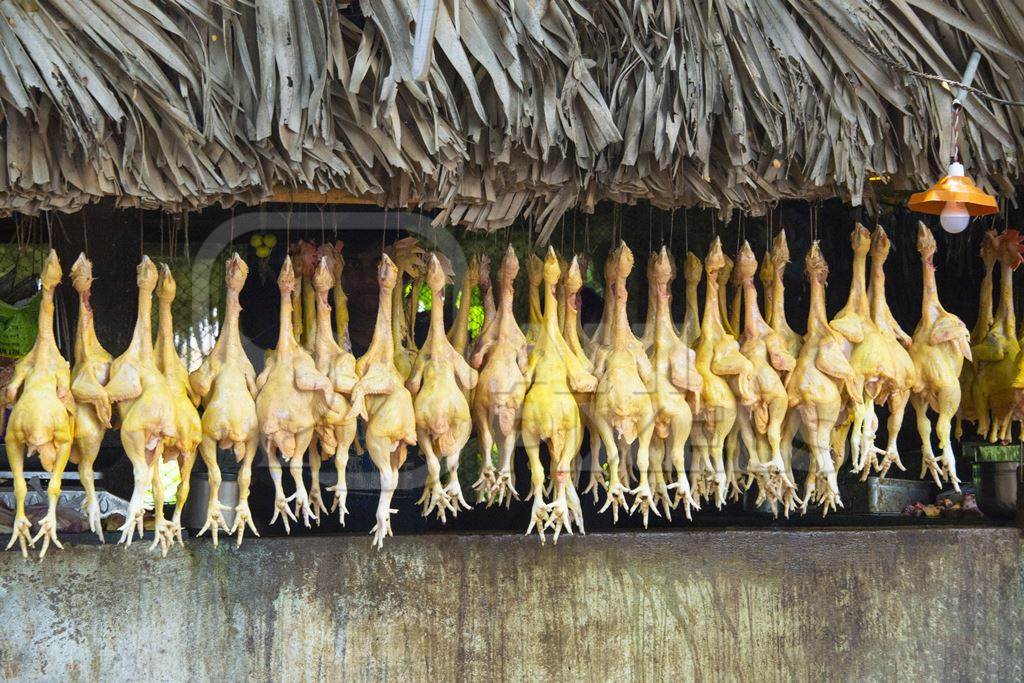 Photo of row of dead chickens hung up for sale at market, in Andhra Pradesh, India