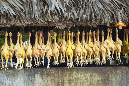 Photo of row of dead chickens hung up for sale at market, in Andhra Pradesh, India