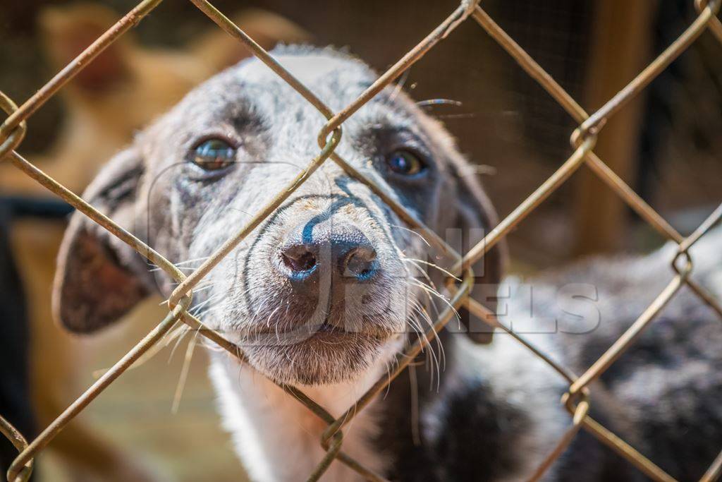 Cute puppy for adoption behind fencing in animal shelter