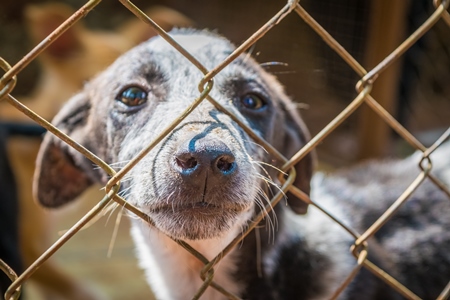 Cute puppy for adoption behind fencing in animal shelter