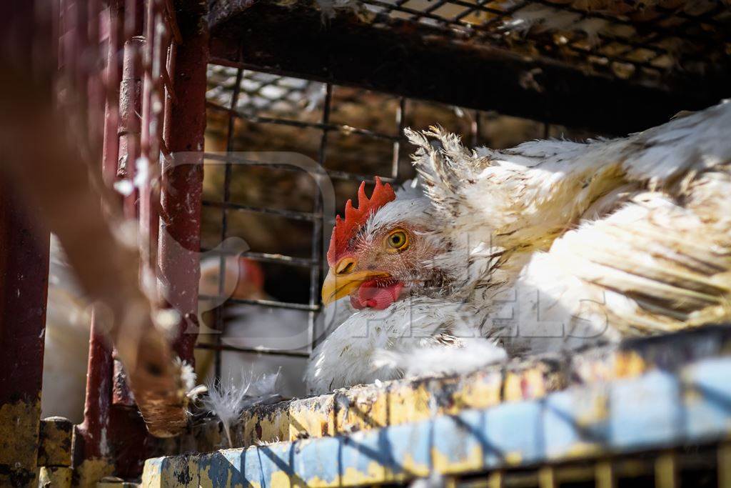 Indian broiler chickens looking out from a truck and waiting to be unloaded at Ghazipur murga mandi, Ghazipur, Delhi, India, 2022