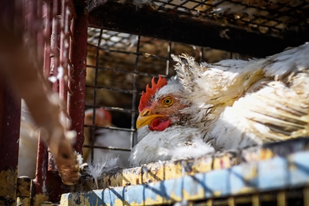 Indian broiler chickens looking out from a truck and waiting to be unloaded at Ghazipur murga mandi, Ghazipur, Delhi, India, 2022