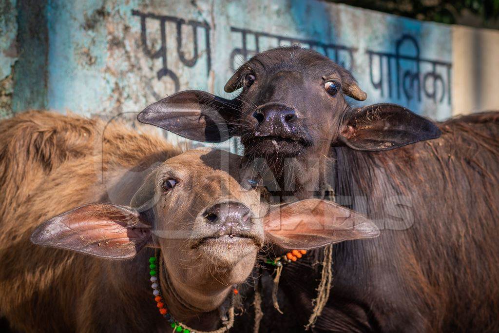 Indian buffalo calves tied up away from their mothers at an urban buffalo tabela or Indian dairy farm in Pune, Maharashtra, India, 2021