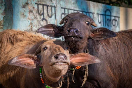 Indian buffalo calves tied up away from their mothers at an urban buffalo tabela or Indian dairy farm in Pune, Maharashtra, India, 2021