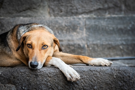 Street or stray dog lying on grey wall in urban city in Maharashtra, India