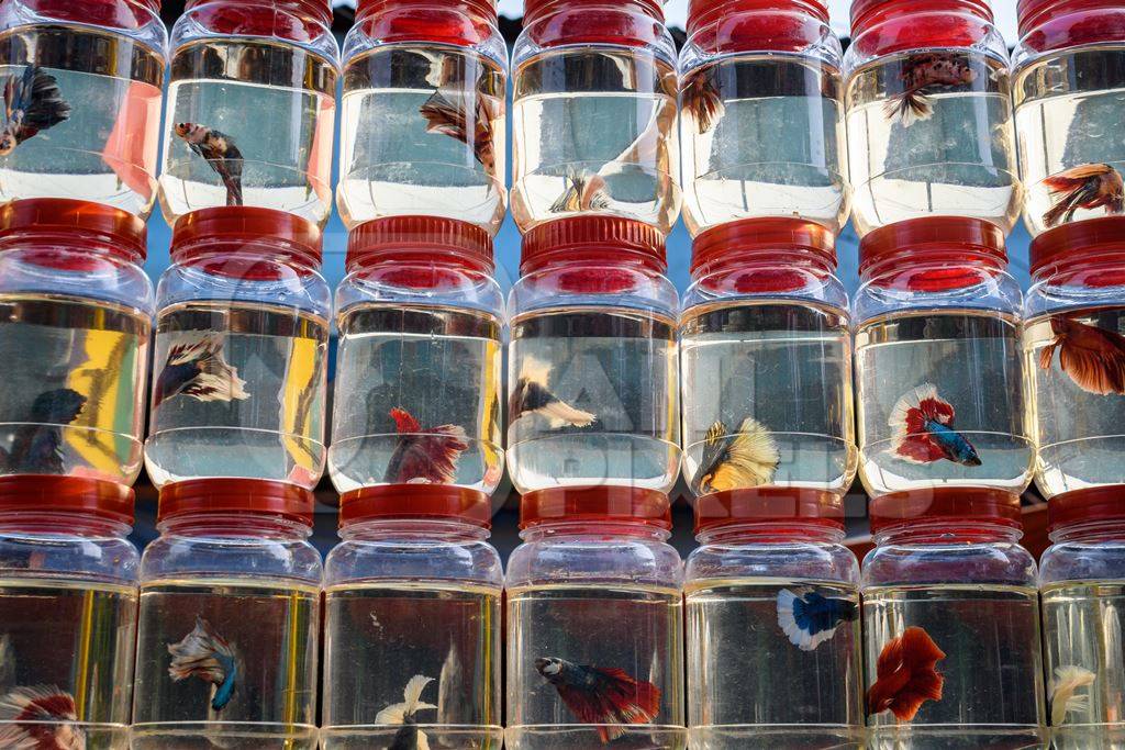 Rows of betta fish or siamese fighting fish in small containers on sale at Galiff Street pet market, Kolkata, India, 2022