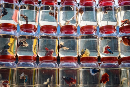 Rows of betta fish or siamese fighting fish in small containers on sale at Galiff Street pet market, Kolkata, India, 2022