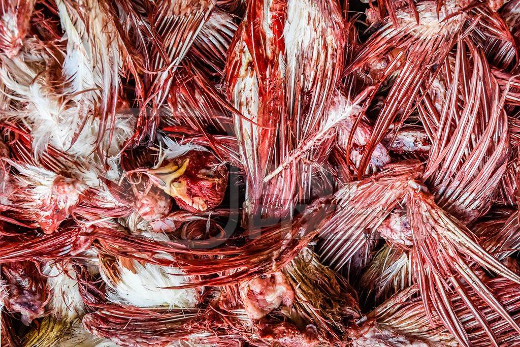 Top view of a pile of Indian broiler chicken wings and beaks with blood at Ghazipur murga mandi, Ghazipur, Delhi, India, 2022