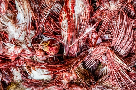 Top view of a pile of Indian broiler chicken wings and beaks with blood at Ghazipur murga mandi, Ghazipur, Delhi, India, 2022