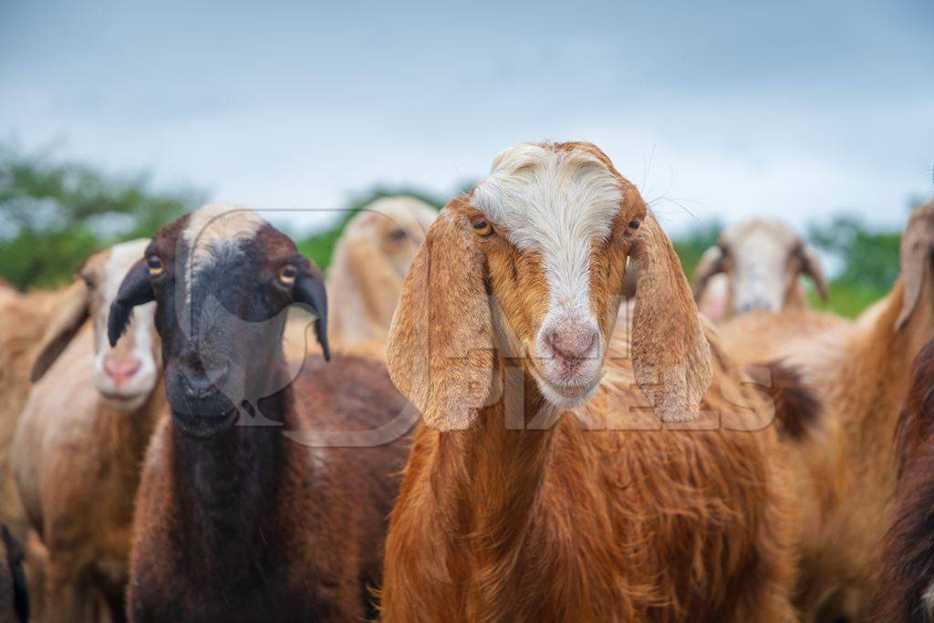 Faces of Indian goats and sheep in a herd in field in Maharashtra in India