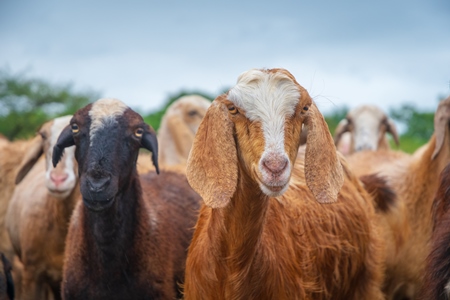 Faces of Indian goats and sheep in a herd in field in Maharashtra in India