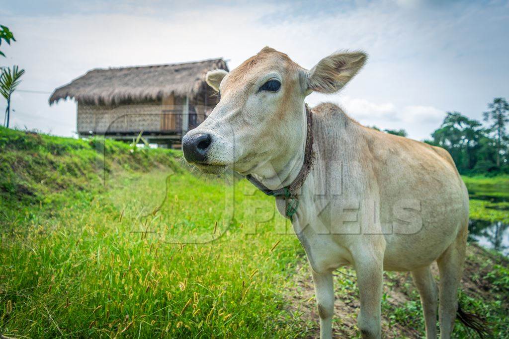 Cow or bullock in green field in rural Assam, India