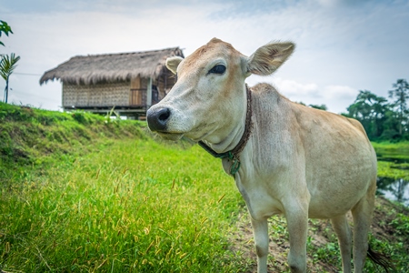 Cow or bullock in green field in rural Assam, India