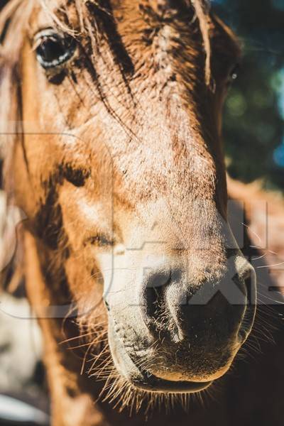 Close up of face of brown horse in sunglight