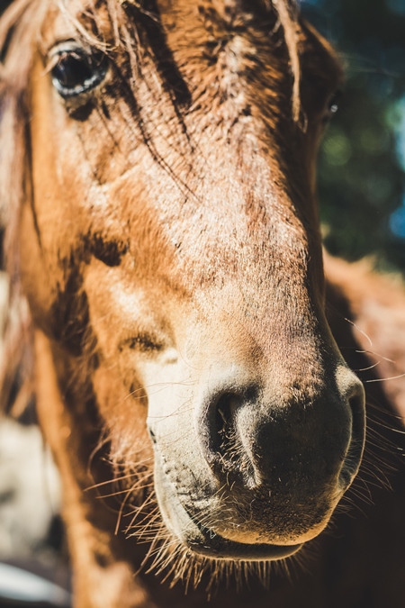 Close up of face of brown horse in sunglight