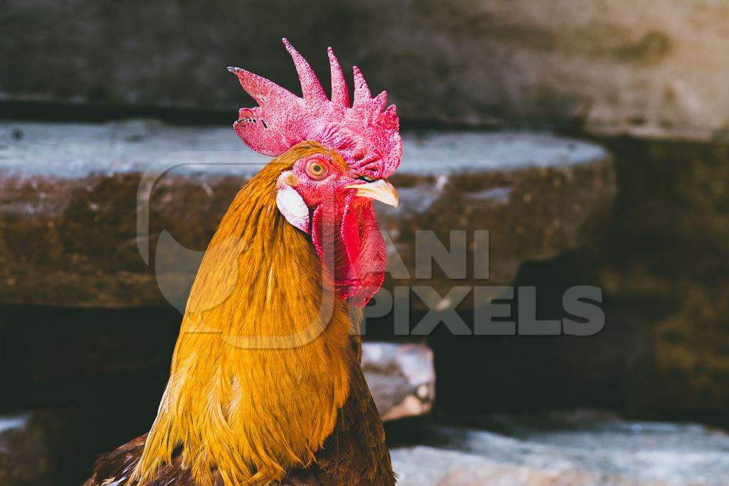 Indian cockerel or colourful rooster chicken in urban city of Jodhpur, Rajasthan, India, 2022