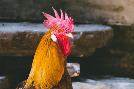 Indian cockerel or colourful rooster chicken in urban city of Jodhpur, Rajasthan, India, 2022