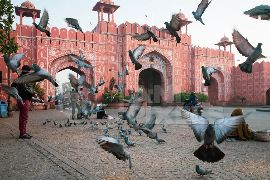 Flock of pigeons flying in the urban city of Jaipur, Rajasthan, India, 2022