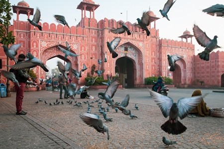 Flock of pigeons flying in the urban city of Jaipur, Rajasthan, India, 2022