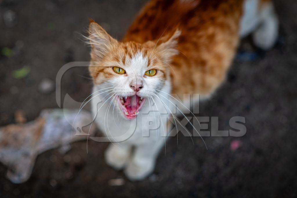 Close up of ginger and white Indian street or stray cat, Pune, India, 2024