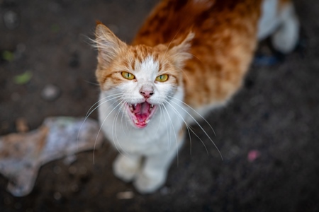 Close up of ginger and white Indian street or stray cat, Pune, India, 2024