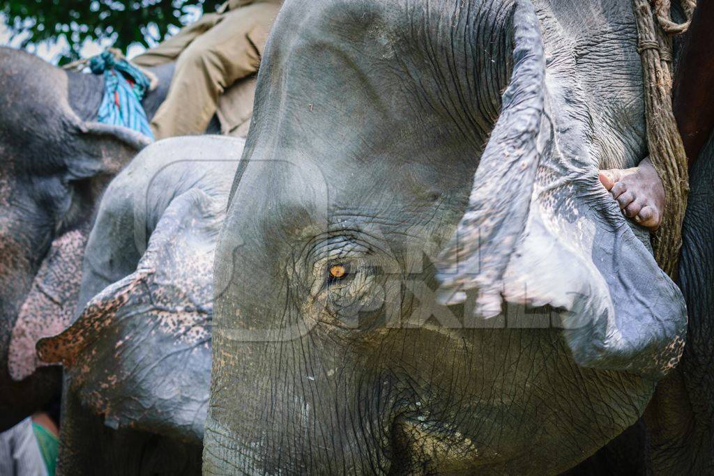 Indian elephants used for tourist elephant safari rides in Kaziranga National Park, India