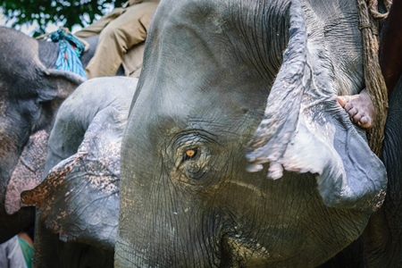 Indian elephants used for tourist elephant safari rides in Kaziranga National Park, India