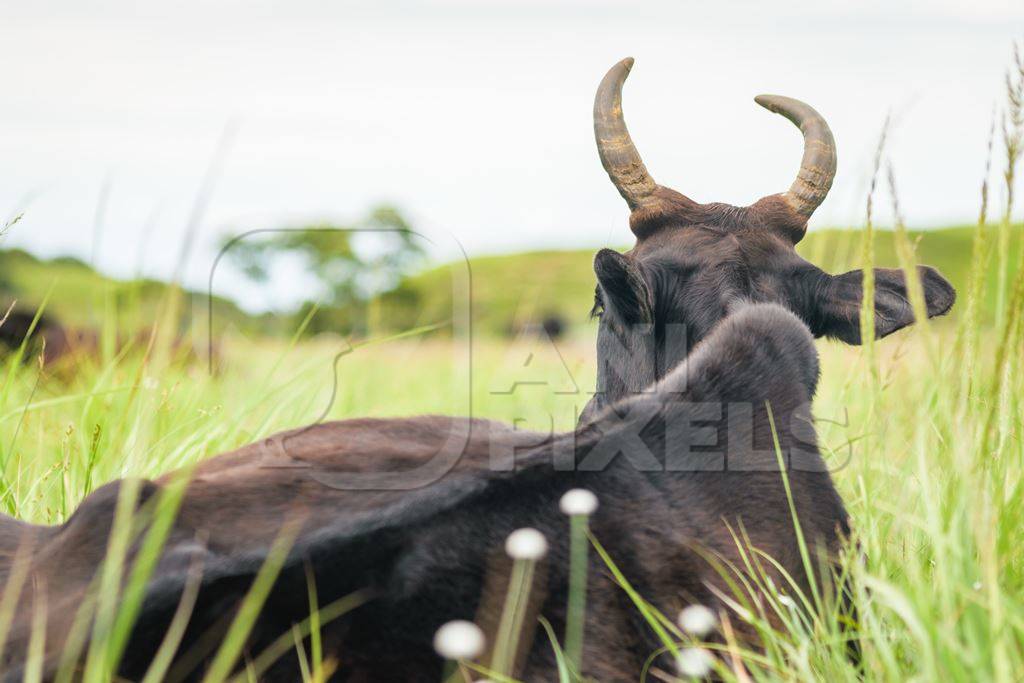 Large black cow or bull with big horns lying in the green grass in a field in a rural village