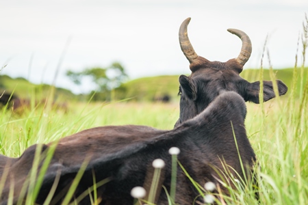 Large black cow or bull with big horns lying in the green grass in a field in a rural village