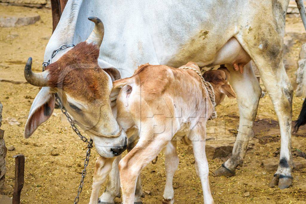 Mother and calf dairy cows suckling in a rural dairy in  Rajasthan