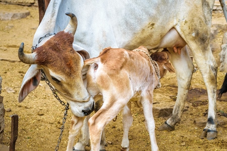 Mother and calf dairy cows suckling in a rural dairy in  Rajasthan